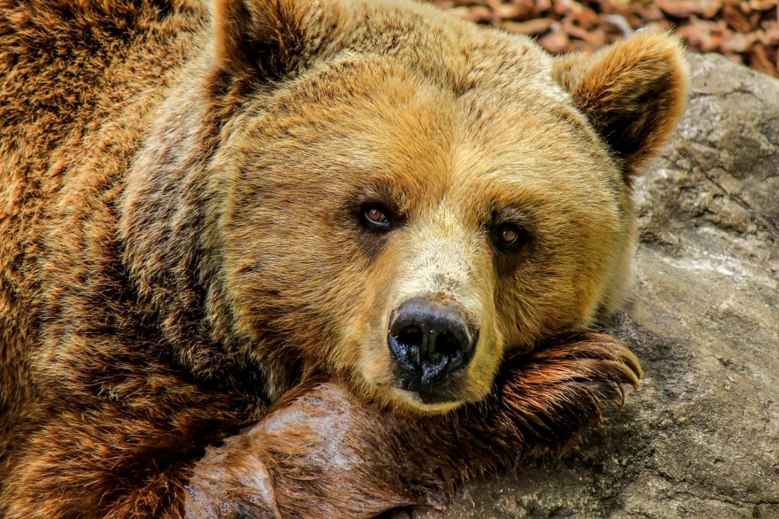 Ursul a fost găsit şi împuşcat de rangeri, iar din stomacul său s-au strâns patru saci cu rămăşiţe uman FOTO Pixabay