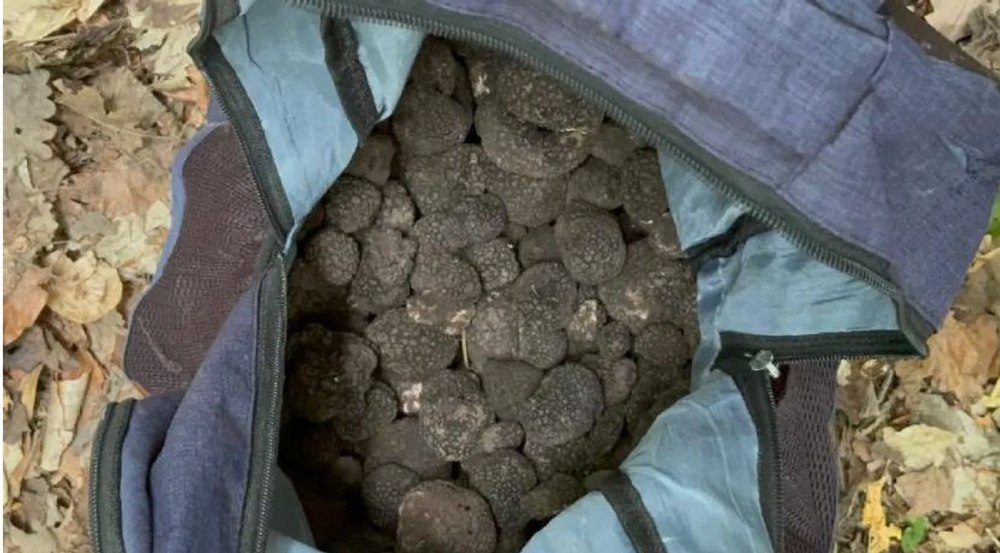 Câini special antrenați pentru culesul trufelor din pădure. Ce au pățit proprietarii dulăilor VIDEO