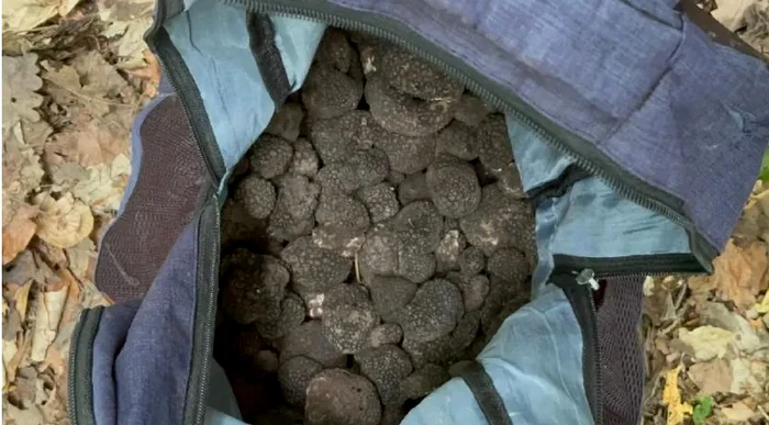 Trufele negre găsite asupra celor care foloseau câini ca le găsească FOTO IJJ Bacău