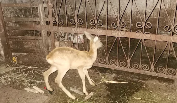 Căprioară ținută în captivitate FOTO DIICOT