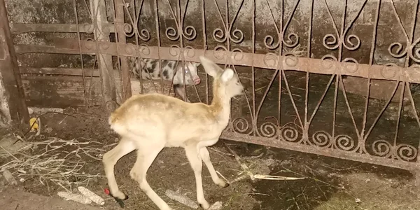 Animal captivitate foto diicot jpeg