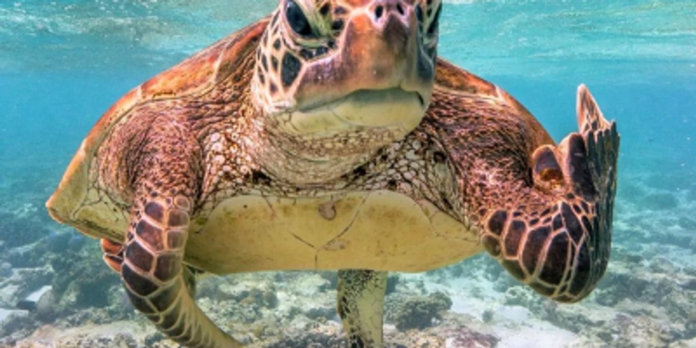 Premiile anuale Comedy Wildlife Photography evidenţiază cele mai amuzante fotografii ale animalelor făcute în sălbăticie
