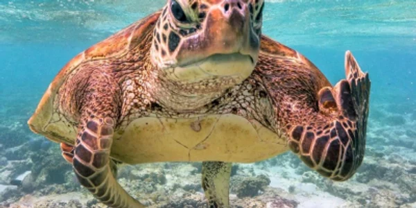 broasca testoasa