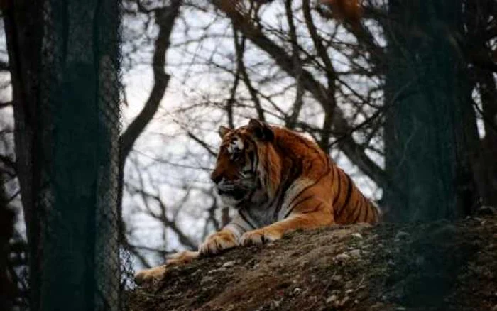 Tigrul de la Grădina Zoologică îşi apăra teritoriul