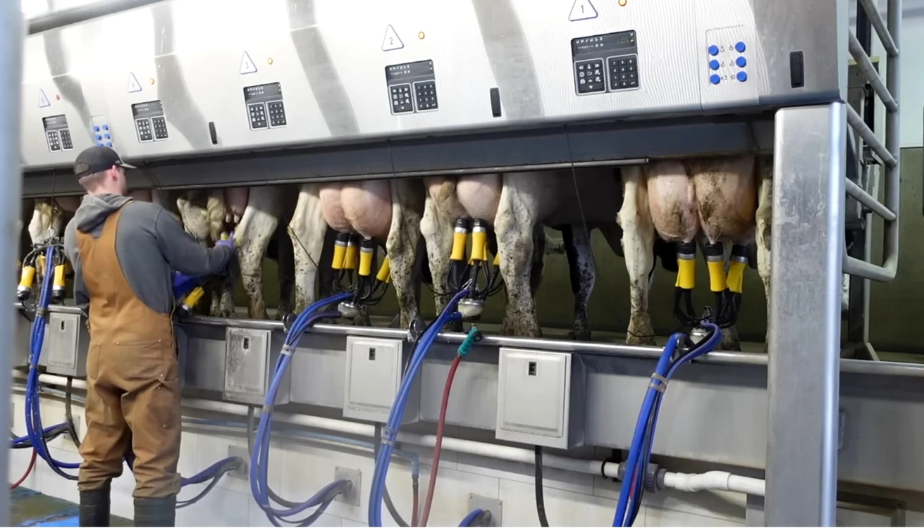 Un fermier monteayă aparatele de muls pe ugerul vacilor din fermă