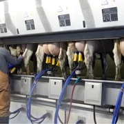 Roboți de muls vaci Captură video YouTube DMS