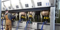 Roboți de muls vaci Captură video YouTube DMS