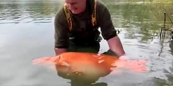 cel mai mare pește auriu FOTO Captură Video  jpg