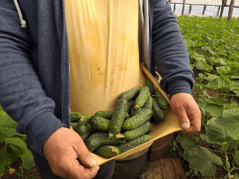 Castraveții au ajuns să coste 3,29 euro în Germania. Cât de mari sunt prețurile în țările vecine