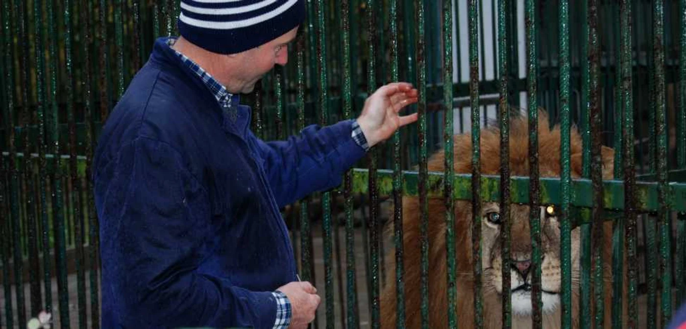 Îngrijitorii de la zoo şi-au luat adio de la lei în octombrie 2010