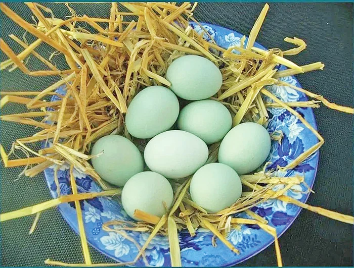 Ouăle albastre sunt  specifice rasei