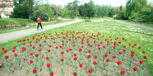 Sub Parcul Botanic din Timişoara va fi construită una din parcările subterane