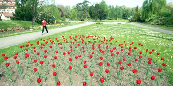 Sub Parcul Botanic din Timişoara va fi construită una din parcările subterane