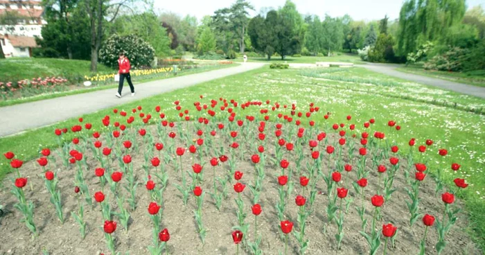 Sub Parcul Botanic din Timişoara va fi construită una din parcările subterane