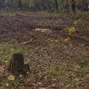 arbori taiati in sectorul 3 foto g4media jpg