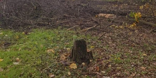 arbori taiati in sectorul 3 foto g4media jpg