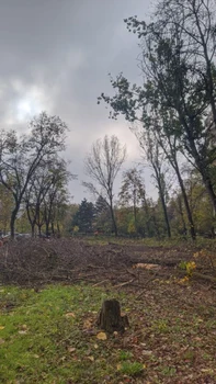 Arbori defrișați în Sectorul 3 FOTO: G4Media