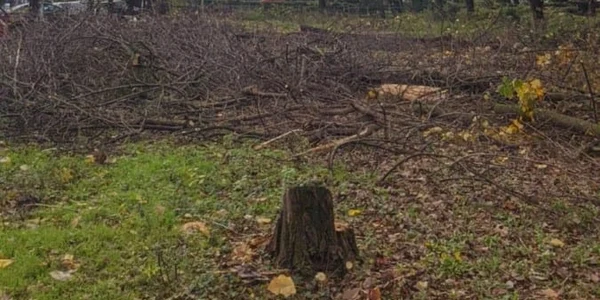 arbori taiati in sectorul 3 foto g4media jpg
