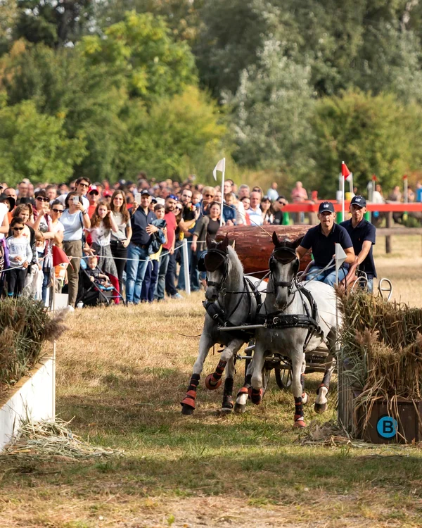 Proba de atelaje. Foto Karpatia Horse Show