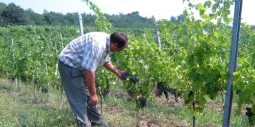 Turnu Severin: Podgoria de la Corcova, o fermă viticolă la standarde europene