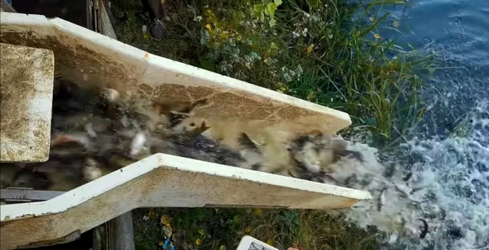 Repopulare cu peşte a Lacului Ostroveni - Căcăcioasa din Râmnicu Vâlcea de către pescari - iniţiativă civică Foto captură video