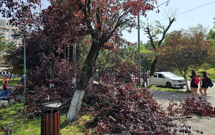 Zeci de arbori au fost rupți de vijelii. Foto: Daniel Guță. ADEVĂRUL