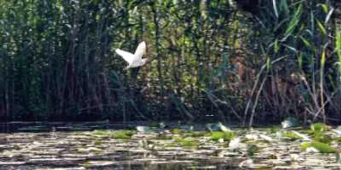 20 de trasee turistice noi vor fi create în Delta Dunării FOTO Adevărul