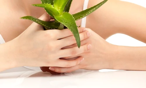 1 tipa aloe vera shutterstock 77680600 jpg jpeg