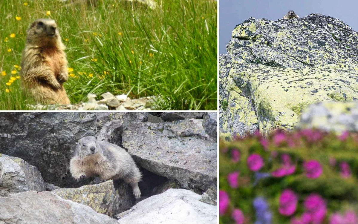 Marmote în Retezat. Foto Lenuța Bogdan - APNR și Lucian Ignat