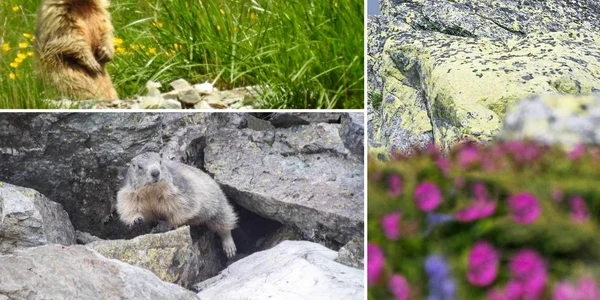 Marmota din Retezat  Foto Lucian Ignat jpg