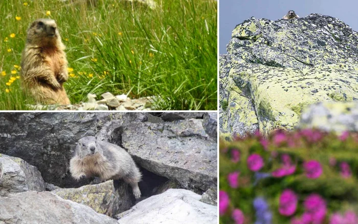 Marmote în Retezat. Foto Lenuța Bogdan - APNR și Lucian Ignat