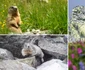 Marmota din Retezat  Foto Lucian Ignat jpg