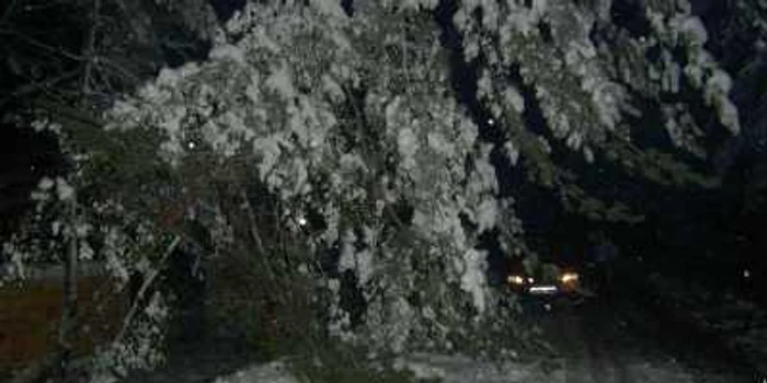 Zăpada a smuls din rădăcini un brad la Băbana