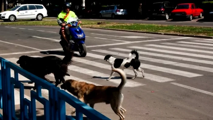 câini maidanezi care urmăresc un motociclist