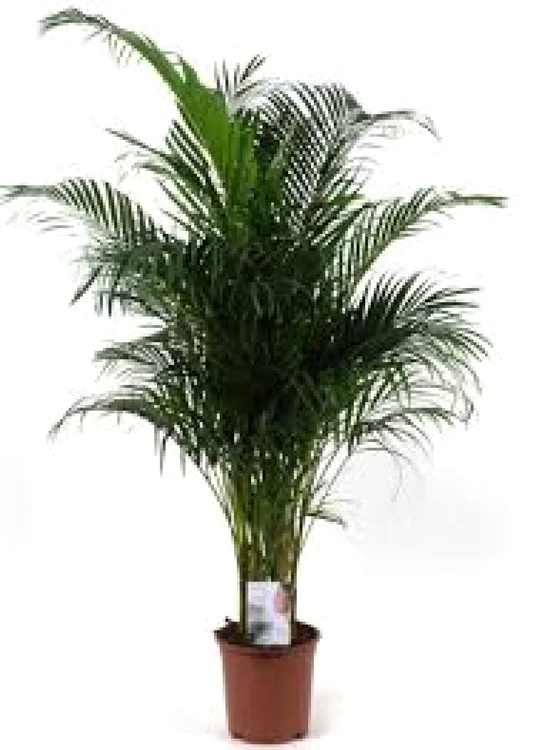 cele mai frumoase plante decorative cu frunze