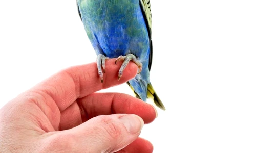 1 46444 original jpg jpeg