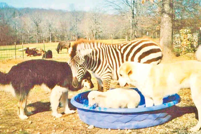 Fotografii: Photoland/Wenn