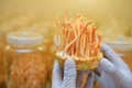 Cordyceps jpg
