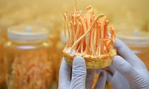 Cordyceps jpg