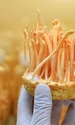 Cordyceps jpg