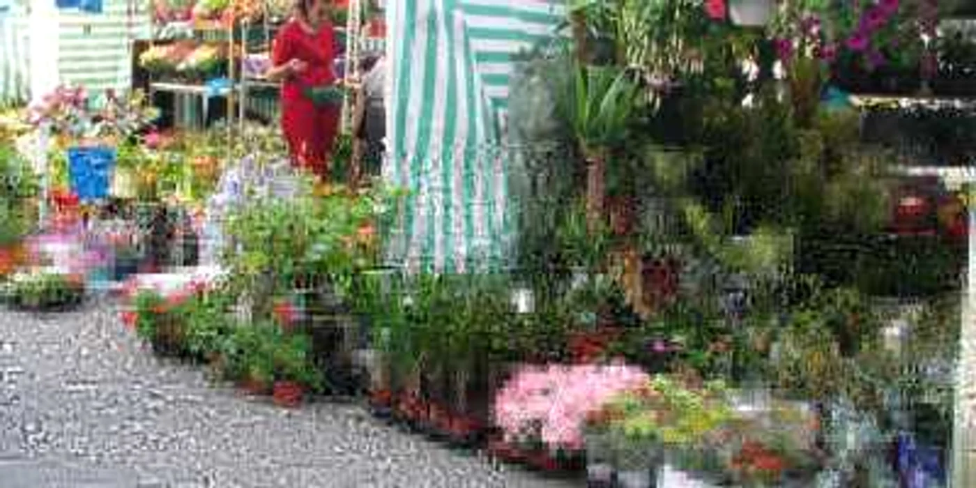 Iubitorii de flori sunt aşteptaţi la Slatina începând de joi ca să viziteze Expo-Flora... (Foto: Mugurel Manea)