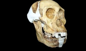 O fosilă „ciudată" dezvăluie noi secrete despre istoria omenirii jpeg