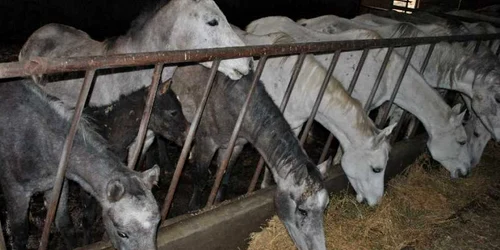 Starea de sănătate a animalelor este extrem de precară