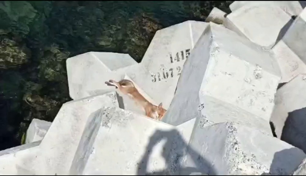 Apariție neașteptată pe plajă. Cum arată neobișnuitul „turist”care se răsfață la soare, în Eforie Sud VIDEO