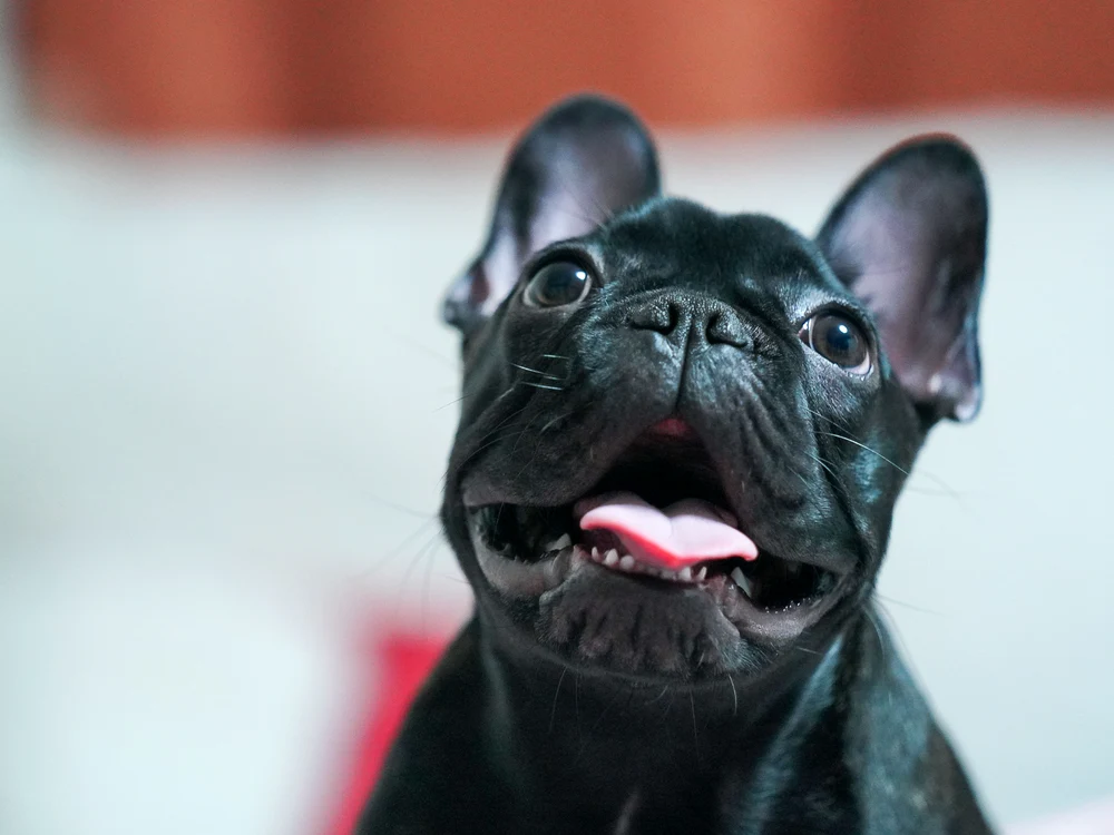 Bulldog francez/FOTO: Pexels