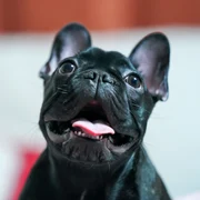 bulldog francez foto pexels png