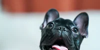 bulldog francez foto pexels png
