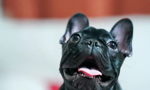 bulldog francez foto pexels png