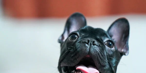 bulldog francez foto pexels png