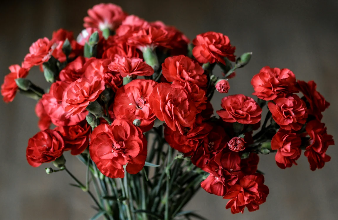 Garoafele sunt printre florile care ne pot aduce ghinion / foto: Pexels
